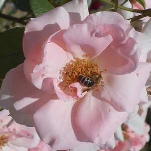 Floribunda ruže - Ruža - Régen - 